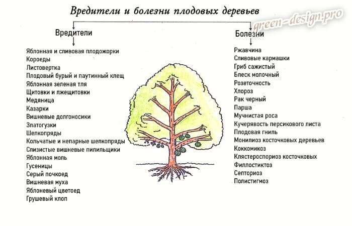 Болезни и вредители плодовых деревьев: описание и меры защиты