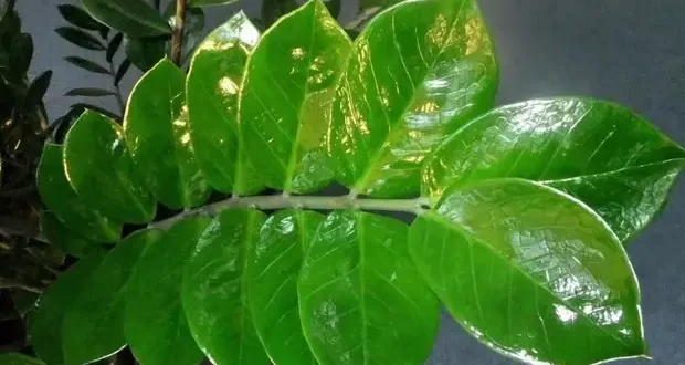 Липкие листья у комнатных растений — причины и борьба