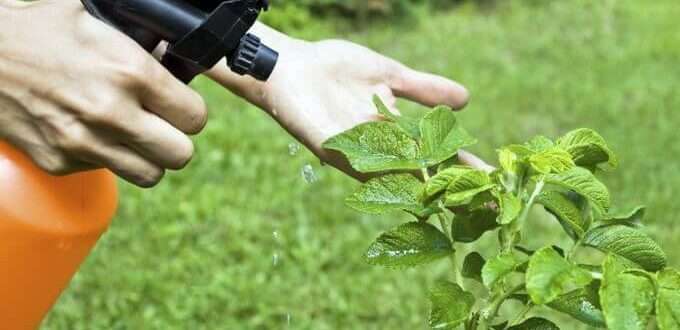 Лучшие средства защиты растений от болезней