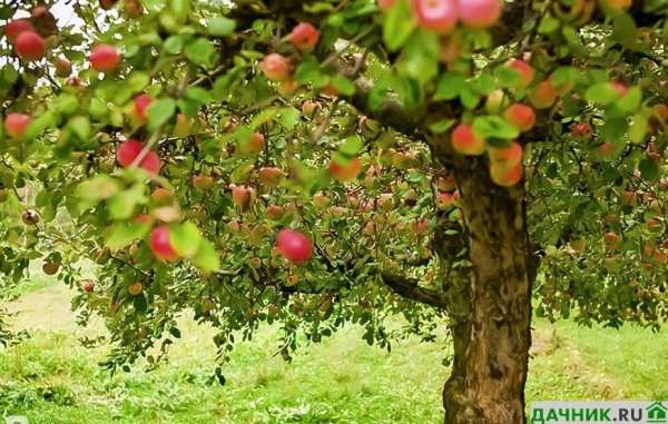 Как продлить жизнь старой яблоне?