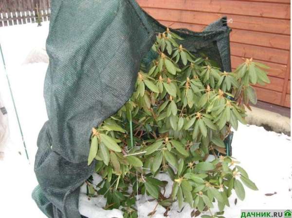 Рододендроны: осенняя посадка и уход за многолетником перед зимовкой