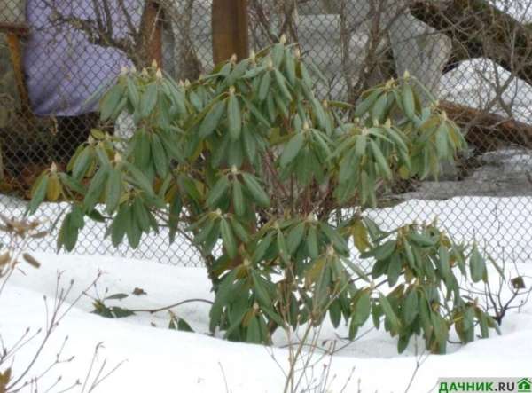 Рододендроны: осенняя посадка и уход за многолетником перед зимовкой