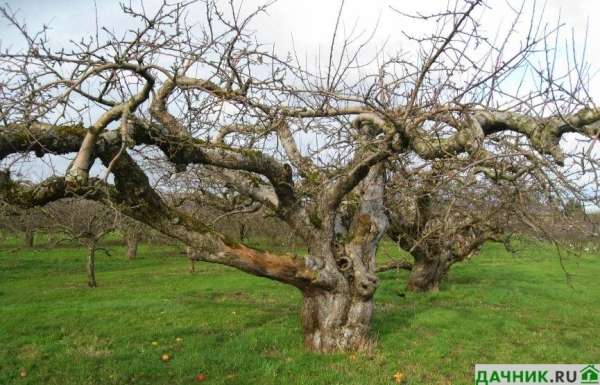 Как продлить жизнь старой яблоне?