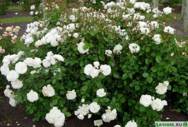 Почвопокровная роза Фейри: описание, посадка, уход и подготовка к зимовке