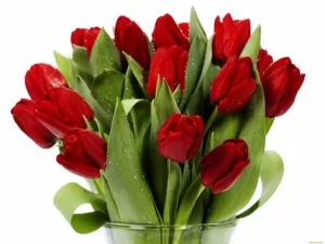 Красные тюльпаны. Символ страсти и любви