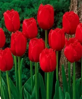 Красные тюльпаны. Символ страсти и любви