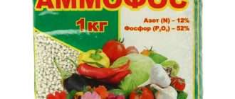 Аммофос - важное минеральное удобрение для урожая