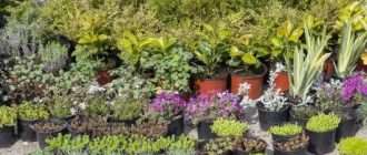 Как выбрать идеальную рассаду многолетних цветов, советы для садоводов